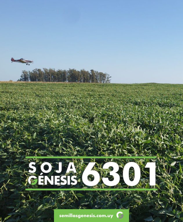 Semillas Génesis tweet media