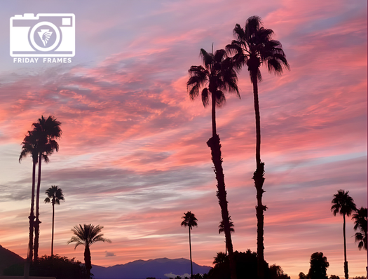 indian_wells's tweet photo. Happy Friday, #IndianWells!💕
This month's #FridayFrames feels perfectly in step with February — with a sunset washed in soft pinks and warm hues glowing above our iconic palm trees. It's a beautiful reminder that love is always in the air in Indian Wells. It’s scenes like this that make Indian Wells beautiful year-round.🌴🌅
📸 Have a photo that captures what you love about Indian Wells? Send it to Community@IndianWells.com for a chance to be featured on our social media or in our monthly newsletter!
💬 What was your favorite resident activity in Indian Wells this month?