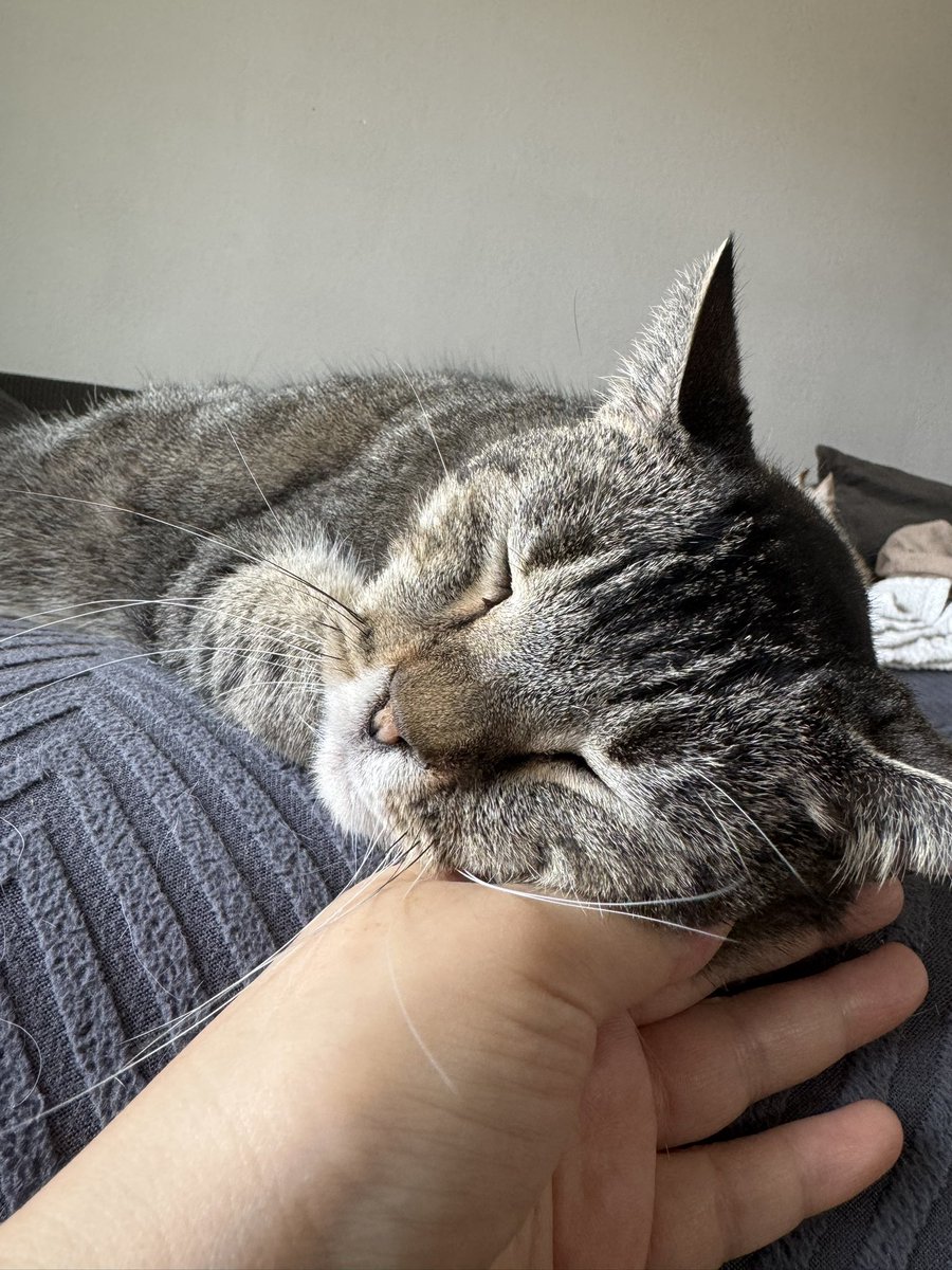 Home sweet home💖 #cat