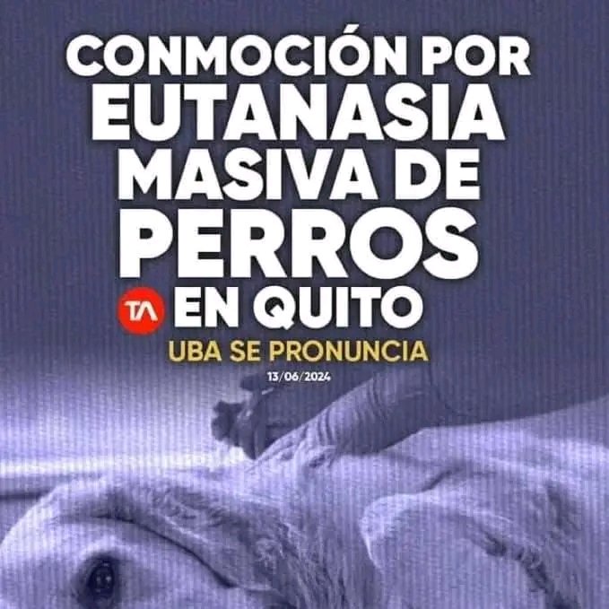 DefensoresAn's tweet photo. Nosotros, hemos sido d los pocos q hemos sostenido con firmeza,  que la Unidad de Bienestar Animal del Municipio de Quito es una maquinaria  eutanásica, ineficiente y despilfarradora.  Fundaciones y activistas q se dan golpes de pecho por otros temas, han callado  y siguen mudos https://t.co/IJL2KlN1mo