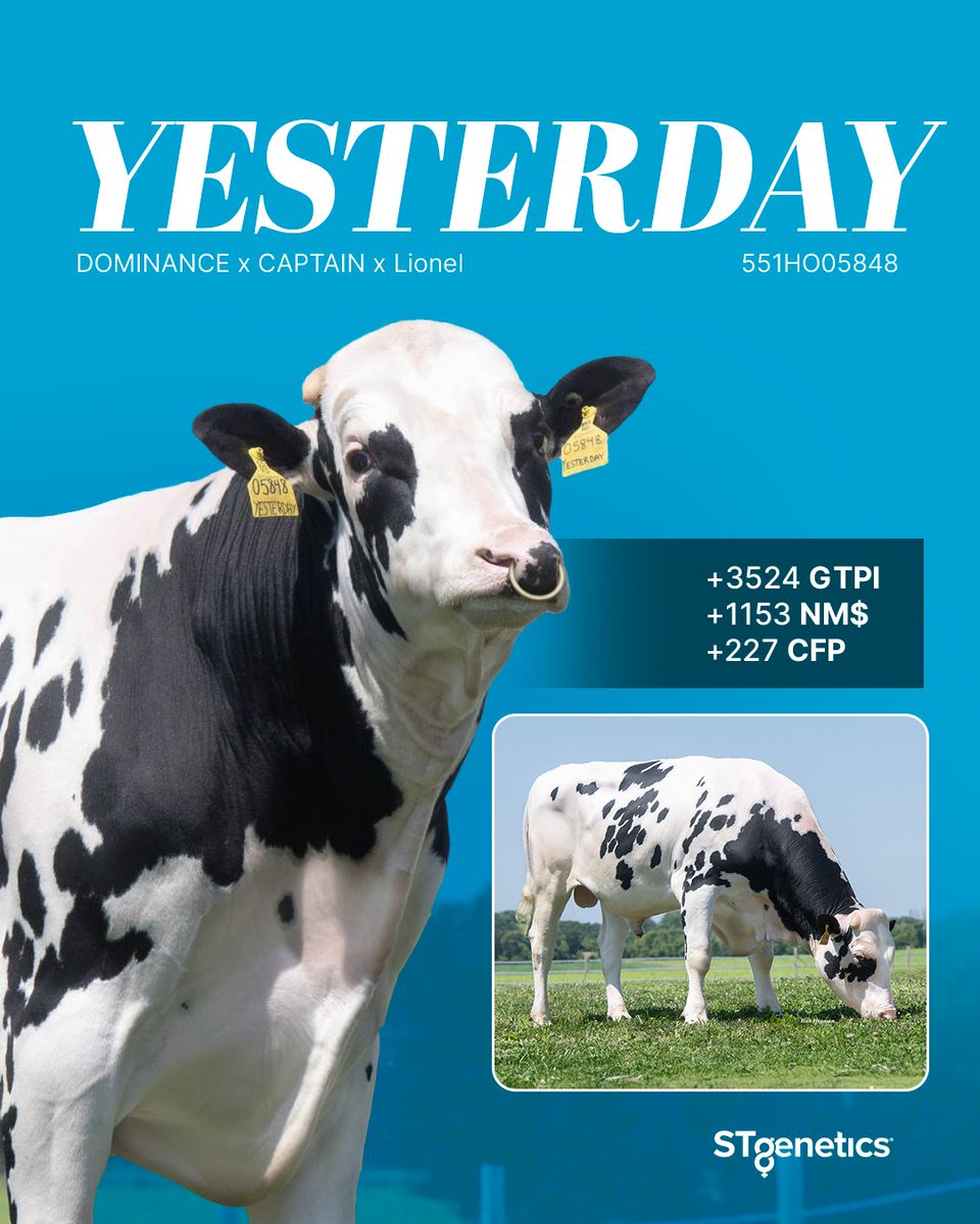 STgenetics's tweet image. #YESTERDAY – a Proven Pedigree built for modern dairy producers!
YESTERDAY is +3524 GTPI +1330 Eco$ +2448 Milk +227 CFP A2A2 +1153 NM$ +0.70 UDC
YESTERDAY is a #Legend™ sire who is also Robot Designated and is available in #UltraplusHighPurity™:  bit.ly/45IljxU