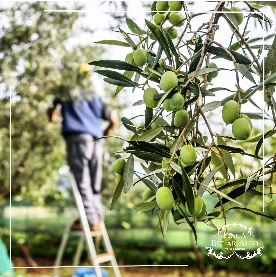 Finca Bular Alto tweet media