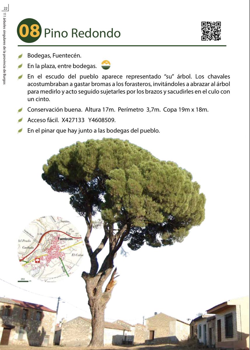 picotaragudo's tweet photo. Esta es la ficha que elaboró la Fundación Oxígeno de nuestro Pino Redondo, que ha sido secado por algún desaprensivo. Este canalla sabe que no solo ha acabado con un árbol, es un símbolo, catalogado como árbol singular, que forma parte de la historia de #fuentecen. https://t.co/DWf1qt3yRY