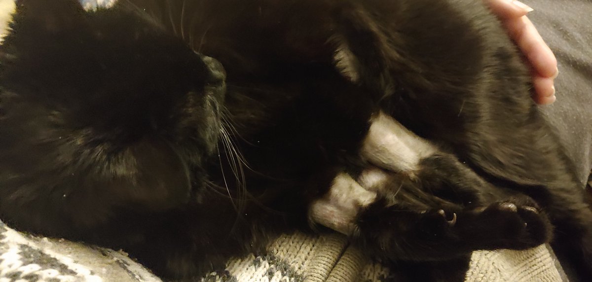 Gargoyle Nation tweet media