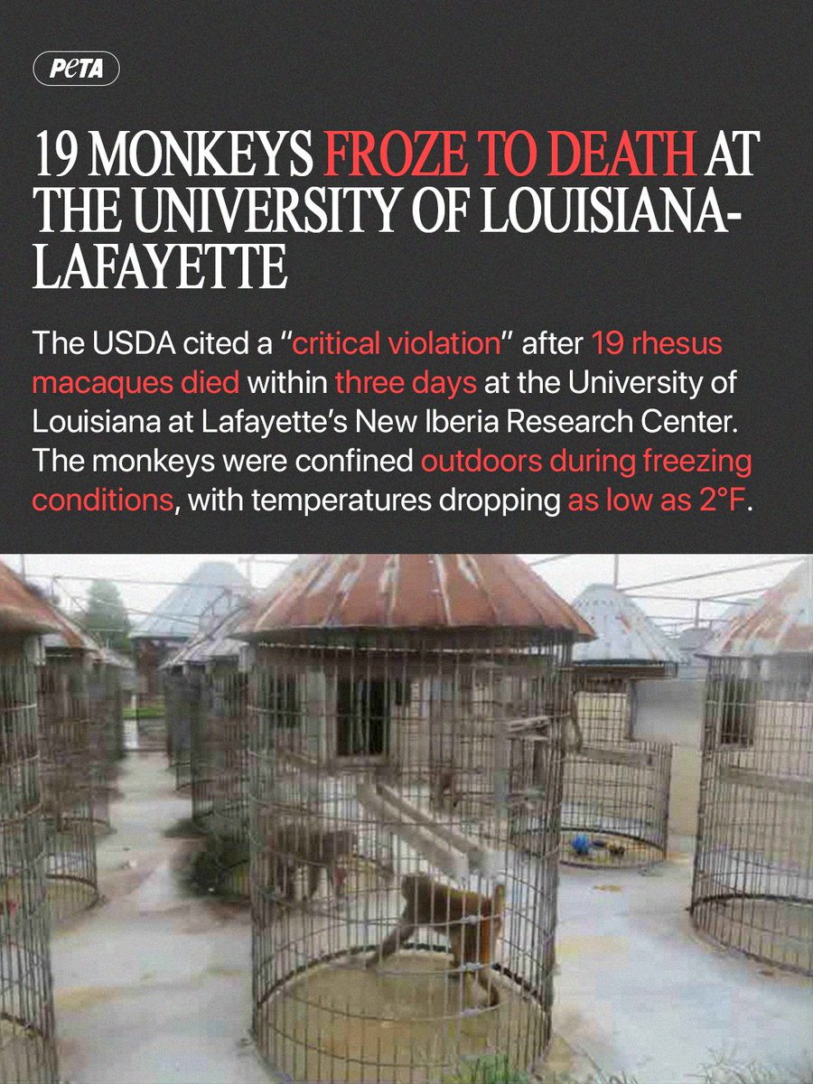 These deaths were preventable, and more will follow unless ALL primate research centers are shut down.