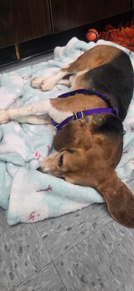 JolietJrCollege's tweet photo. Today's Friday mood is brought to you by one of our vet tech program animals! 😴 https://t.co/o0F2oAB6CP