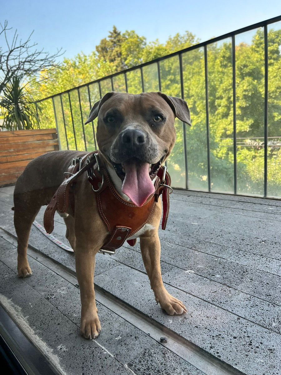 jame77's tweet photo. RT 🛐 compañer@s @TereTereenciso 
Se encontró a este perrito en el parque México. Parece recién esterilizado (aún tiene los puntos) tendrá como un año, es jugueton, tiene  dientitos perfectamente limpios 

Si alguien lo reconoce que me contacten al 5641812568 https://t.co/5acdnNhiIg