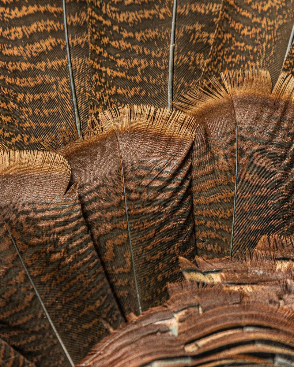 HEVI-Shot tweet media