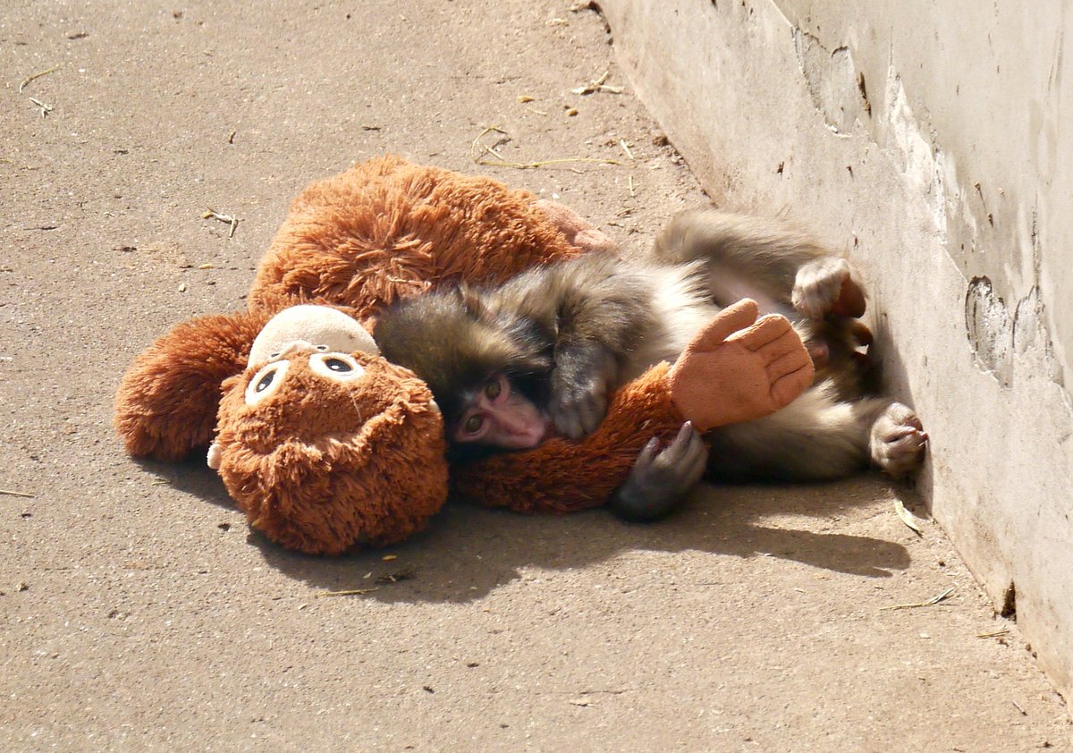 Out Of Context Animal tweet media