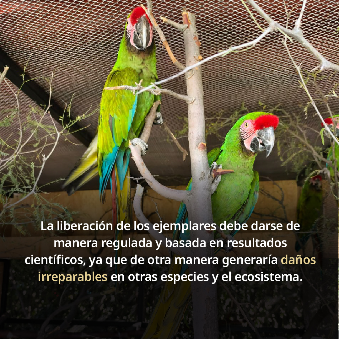 La guacamaya verde es una especie de ave en peligro de extinción, por lo que es importante realizar acciones que contribuyan a la preservación de esta especie🦜 💚