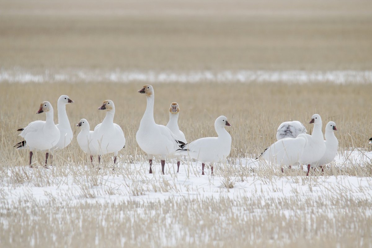 Alberta Conservation tweet media