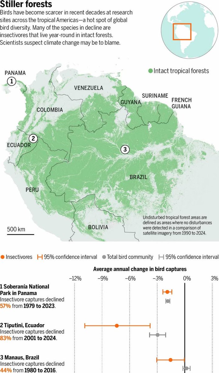 Intact tropical forests are seeing mysterious bird declines. Is another “silent spring” brewing?

Learn more: scim.ag/4sftJFN <a href="/NewsfromScience/">News from Science</a>