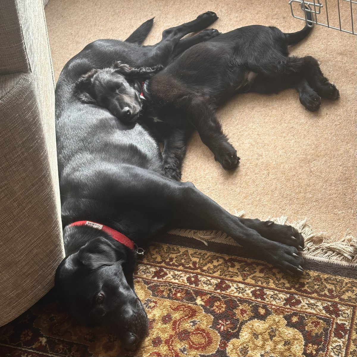 Angus MacKinnon tweet media