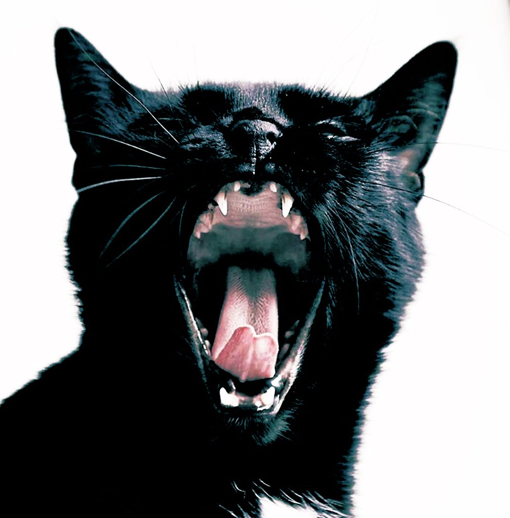 2luveteerieꕤ tweet media