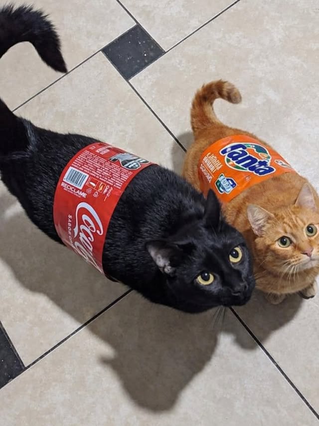 What can I offer you?