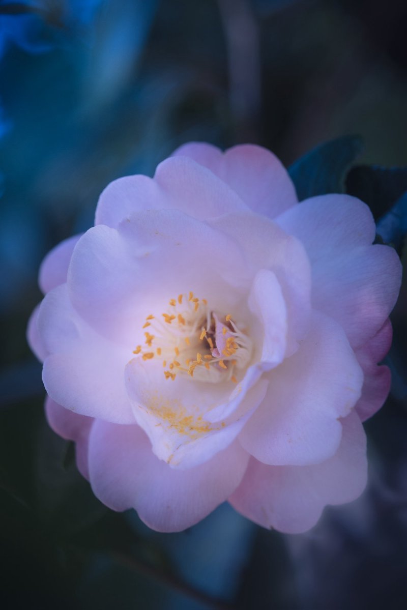 かおりん🌏 (@SmapTpamS) / Posts / X