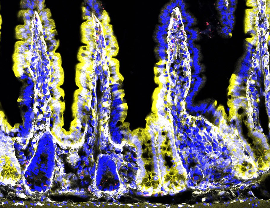 Waggoner Lab tweet media