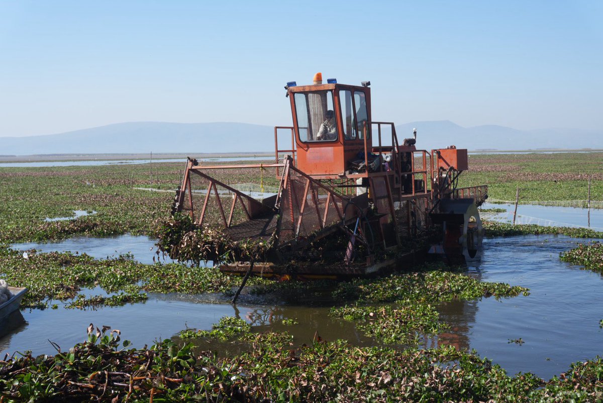 🚜🌊 Con la llegada de 5 máquinas, la Compesca refuerza la limpieza en el lago de Cuitzeo.

Retiraremos vegetación invasiva para recuperar zonas productivas en beneficio de las familias pescadoras. 🐟🌱#MichoacánEsMejor #Compesca