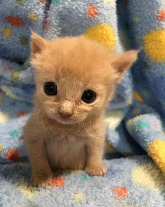 Caturday Content (@cutekittycats_) on Twitter photo 