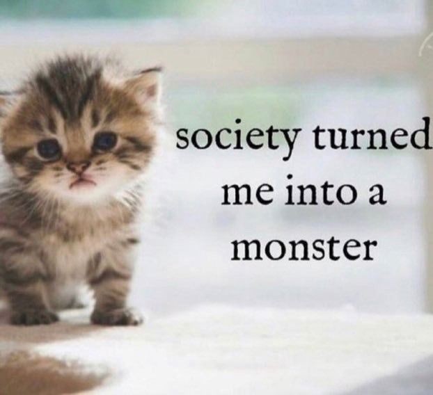 smol silly cat (@catsillyness) on Twitter photo 