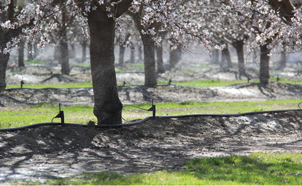 Cal Ag Solutions tweet media