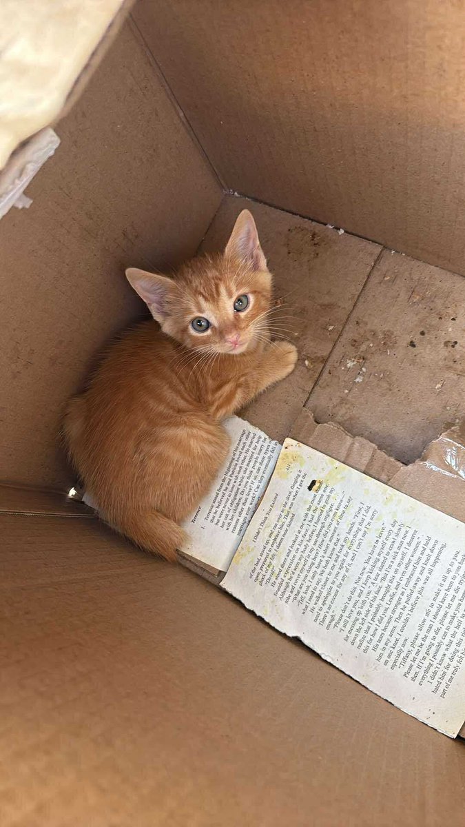 ProjectMEOW's tweet image. Hudson ate 9 hair ties, ribbon, rubber bands &amp;amp; more. Emergency surgery saved his life. He’s finally healthy — but his care cost over $5,500.

If you can spare $5, it truly helps.
PayPal: paypal.me/ProjectMEOWPhi…
Venmo: @ProjectMEOW

#ProjectMeow #WestPhillyCats #RescueCats (2)