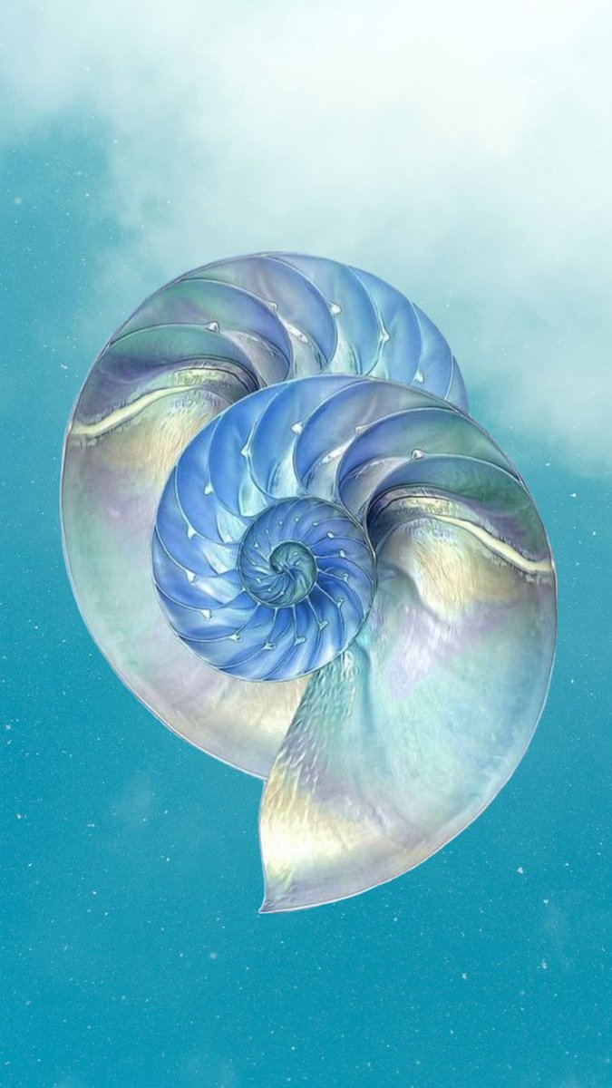 Blue Ocean tweet media