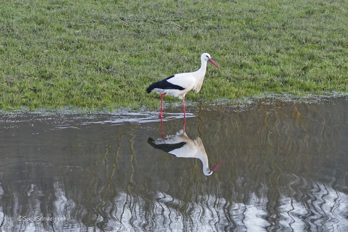 HessenSonja5767's tweet photo. Weißstorch..........................#Weißstorch #Storch #Adebar #Klapperstorch #Ciconiaciconia #Ornithology #Tiere #Natur #Vögel #Hessen #Mittelhessen #LahnDillKreis #Lahntal #Leun #Germany https://t.co/aouZfzrwrf