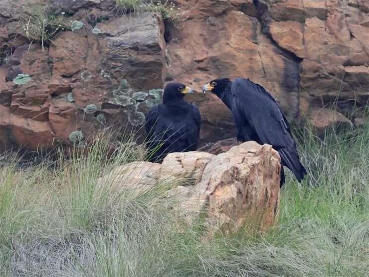 Love is in the air at Walter Sisulu National Botanical Garden as Makatsa and Mahlori begin their annual courting.

citizen.co.za/krugersdorp-ne…