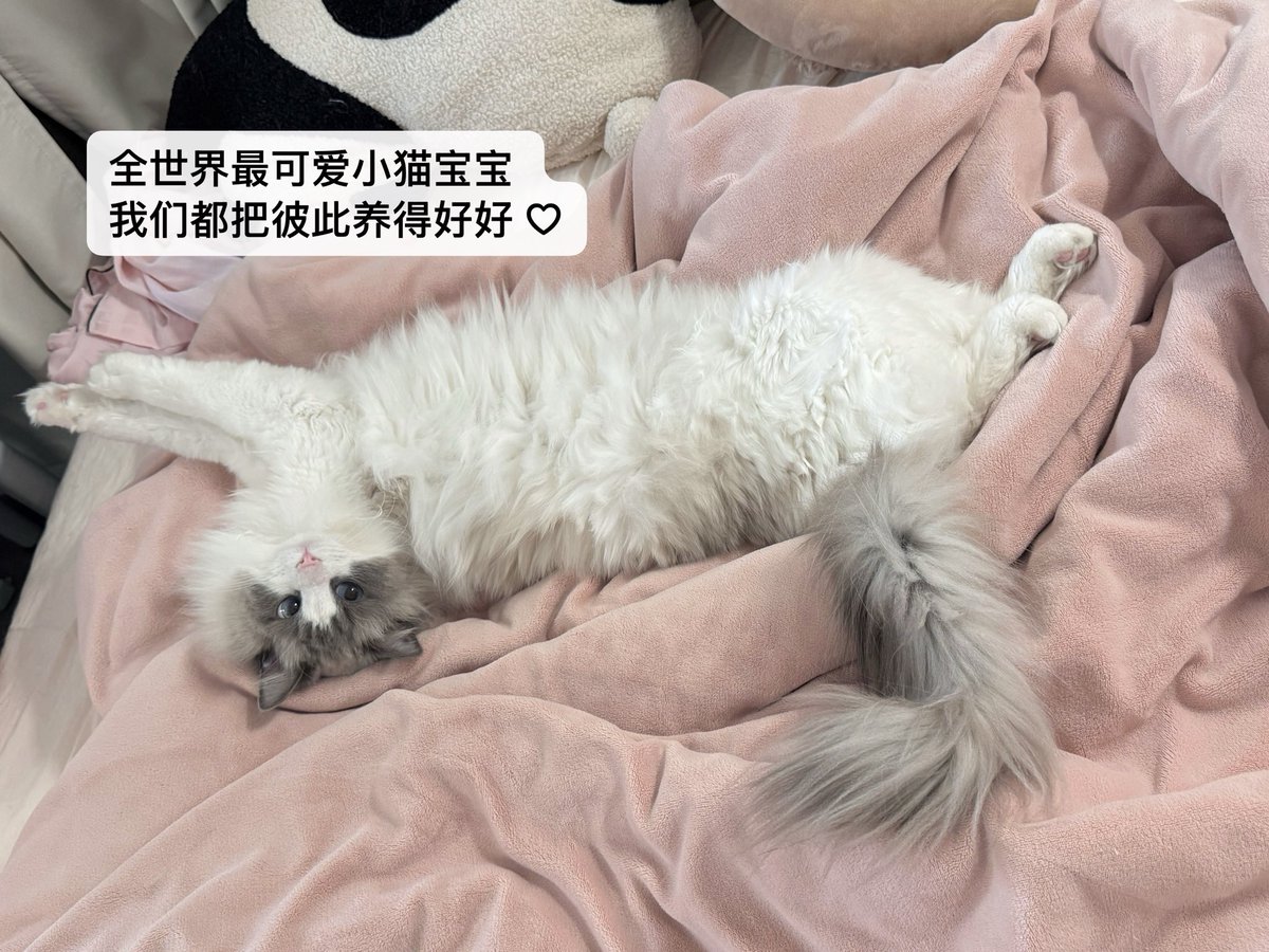 小宅梅 tweet media