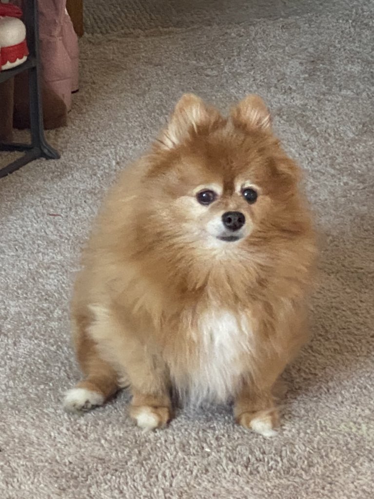 rest in peace my sweet zero you would’ve loved seeing a Pokémon that looked just like you