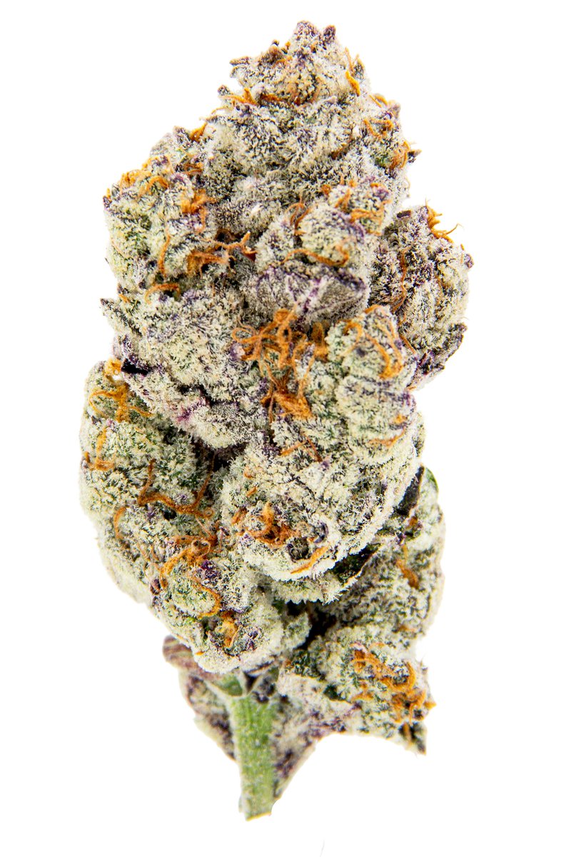 Oakfruitland tweet media