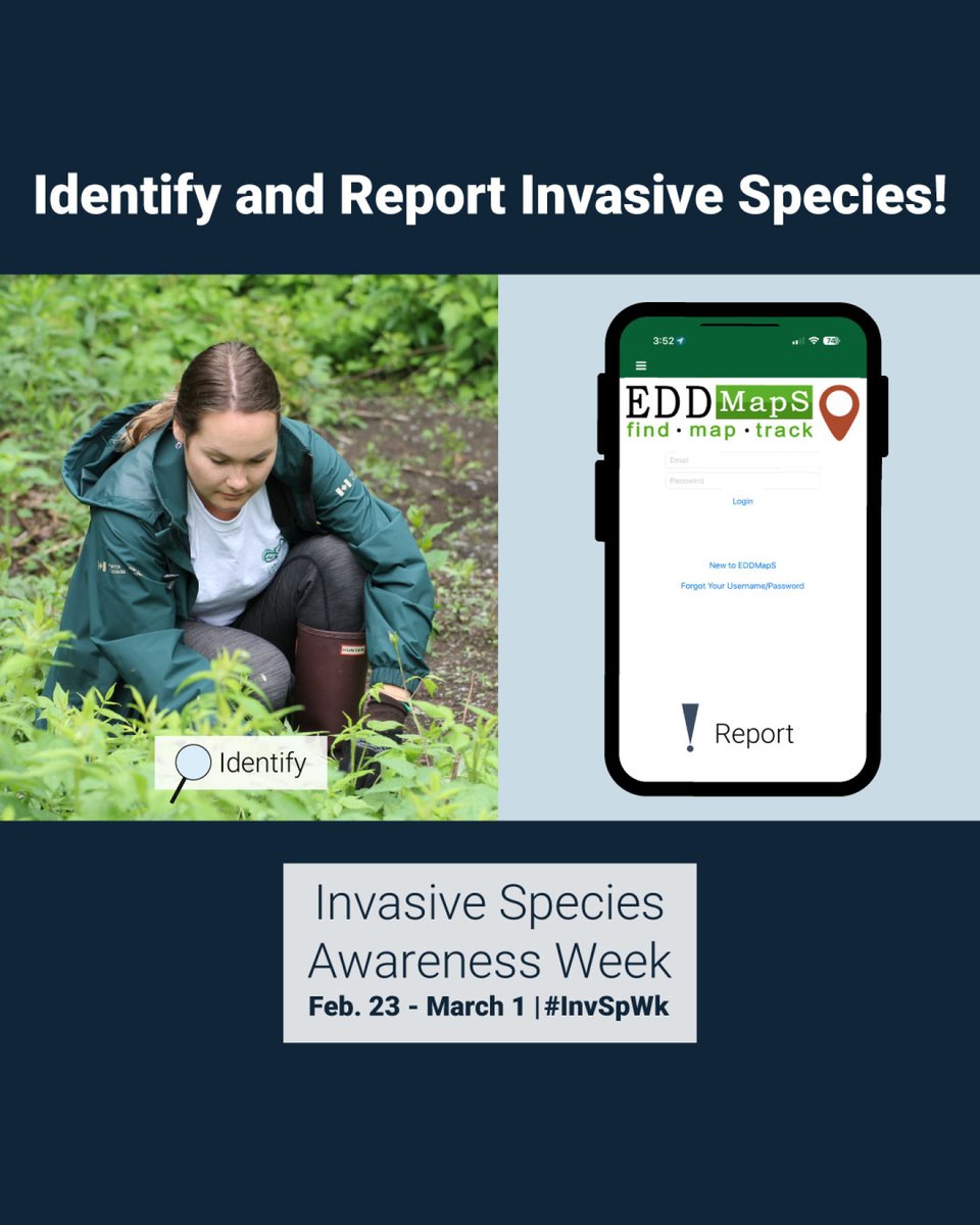 KingTownship's tweet photo. 📲 See an invasive species? Report it today! Your efforts make a big difference in preserving natural landscapes, the economy, human health, and more. Together, we can fight back against invasive species! #InvSpWk https://t.co/36MbKk9406