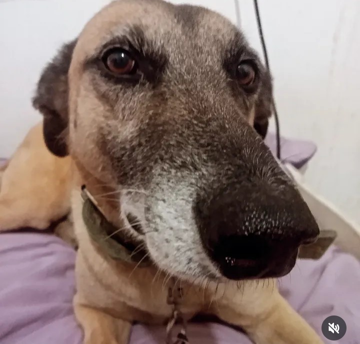 Se perdió Flaco en Moreno a la altura de Pirovano y Ecuador en la zona de las vías. Estaba con el collar verde y la chapita roja de la foto. 

Es mezcla con galgo y súper dócil, está castrado y es de tamaño grande.

Se agradece la difusión 🛐 

<a href="/lilialemoine/">Lilia Lemoine 🍋</a> 
<a href="/KarenReichardt1/">Karen Reichardt1</a>