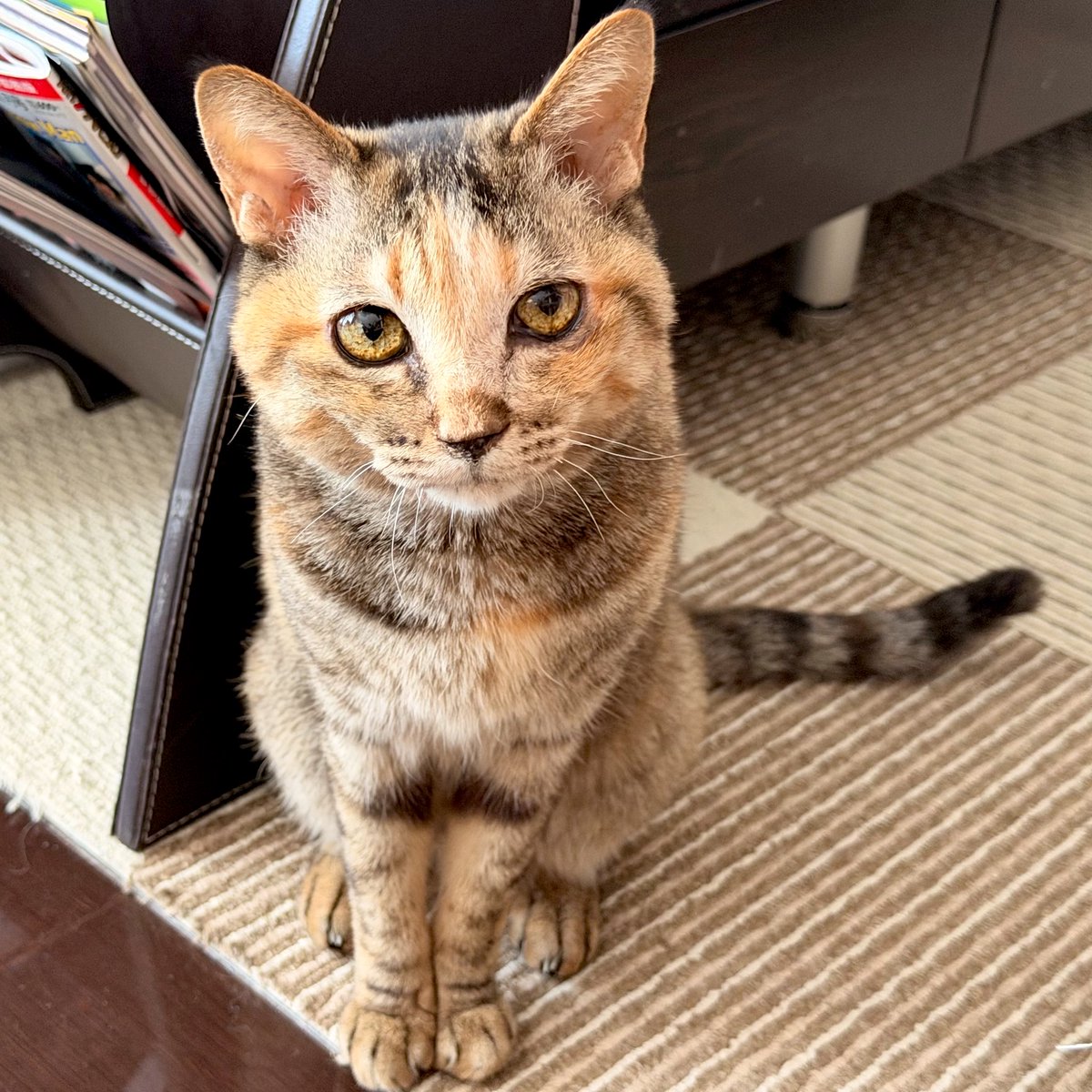 よろしくニャン😸✌️