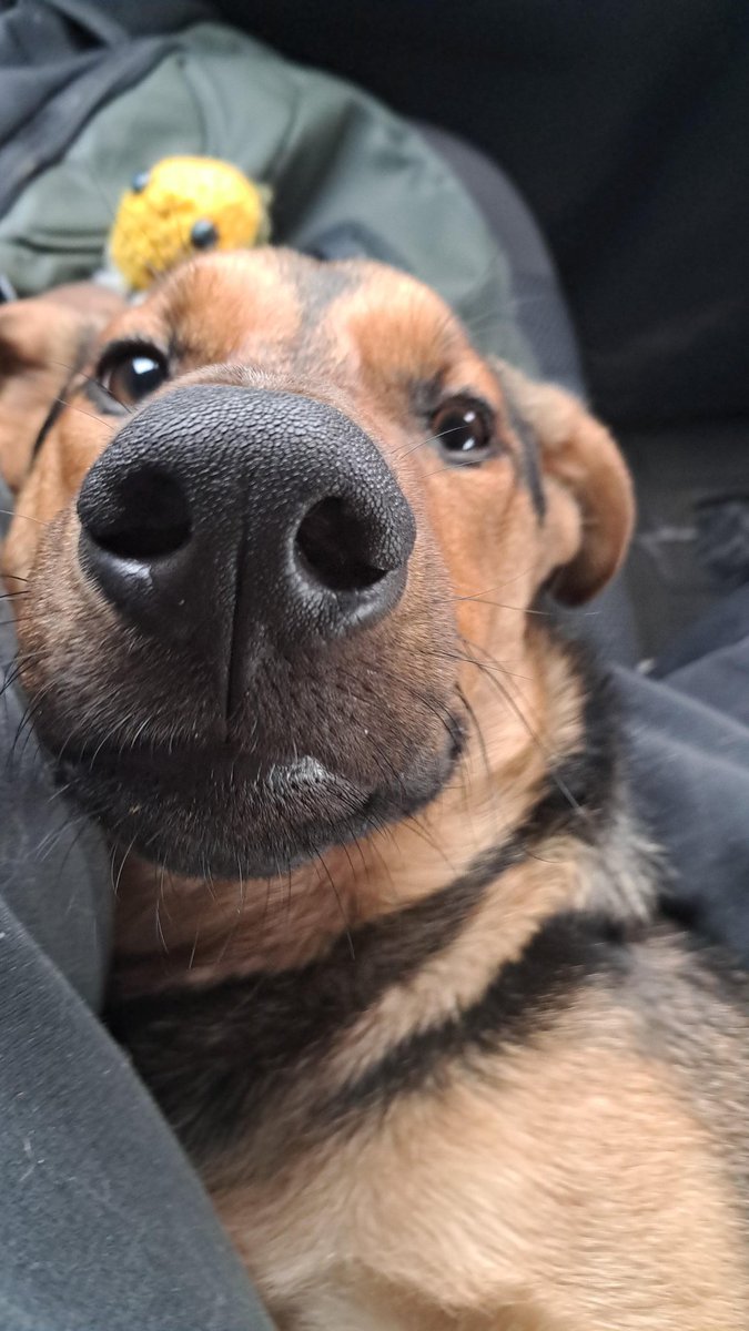 Hola querido <a href="/KillerCreeper55/">KillerCreeper55</a> en el episodio de hoy en killerrich usaste el ost de zero no tsukaima al inicio verdad?
Me dionun golpe de nostalgia 🥹
(Mi perro terry te manda saludos)