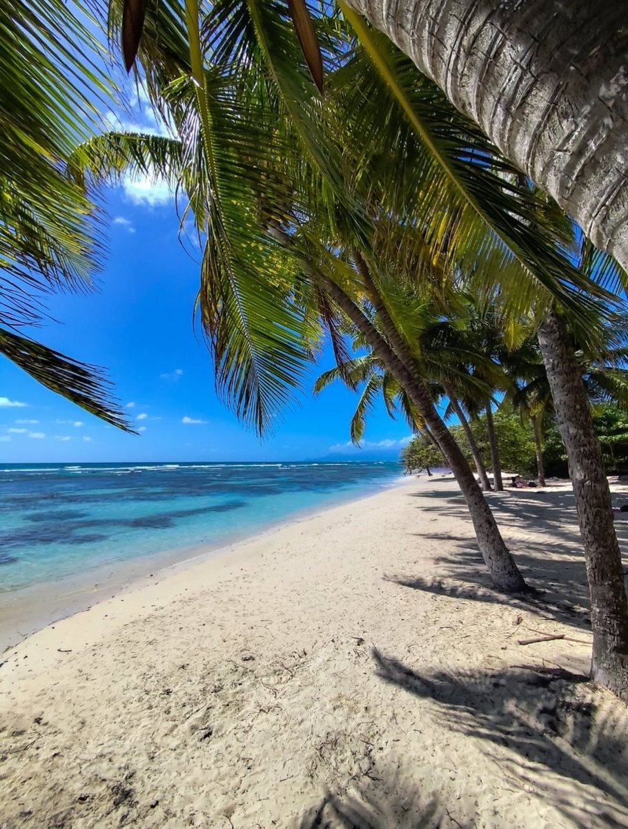 AppartDesign's tweet photo. Guadeloupe https://t.co/XEKpDOa4HF