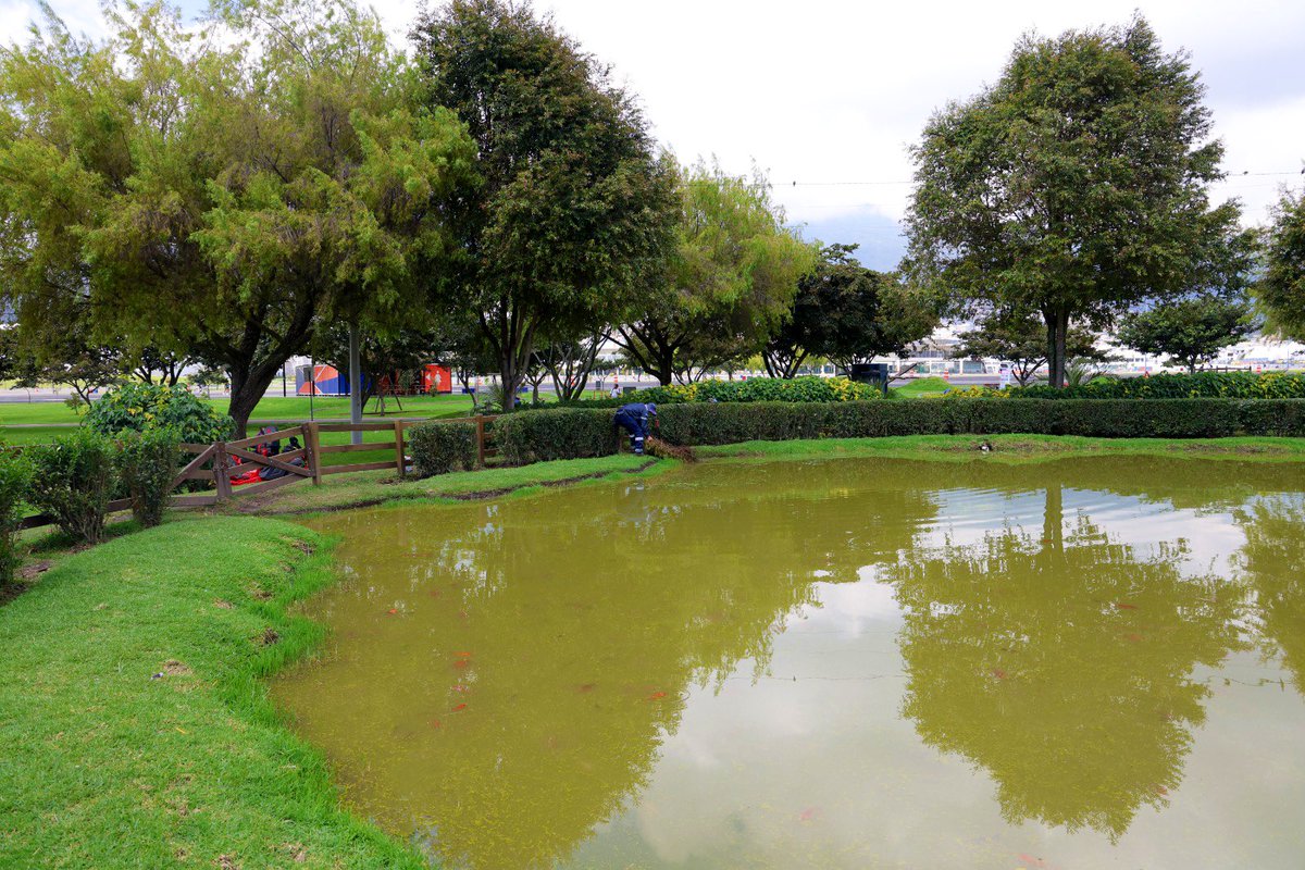 ObrasQuito's tweet photo. 🏞️#ParquesMetropolitanos | ¿Sabías qué?🏞️

El parque #Bicentenario tiene una laguna artificial de 1700 m2. Aves de migración y plantas acuáticas dan muestra de su ecosistema saludable. Su limpieza es diaria.

👨‍👩‍👦‍👦 Disfruta con tus amigos y familia de esta zona👨‍👩‍👦‍👦 

#QuitoRenace #QuitoNoSeDetiene