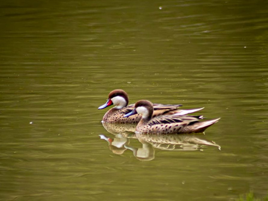 ObrasQuito's tweet photo. 🏞️#ParquesMetropolitanos | ¿Sabías qué?🏞️

El parque #Bicentenario tiene una laguna artificial de 1700 m2. Aves de migración y plantas acuáticas dan muestra de su ecosistema saludable. Su limpieza es diaria.

👨‍👩‍👦‍👦 Disfruta con tus amigos y familia de esta zona👨‍👩‍👦‍👦 

#QuitoRenace #QuitoNoSeDetiene