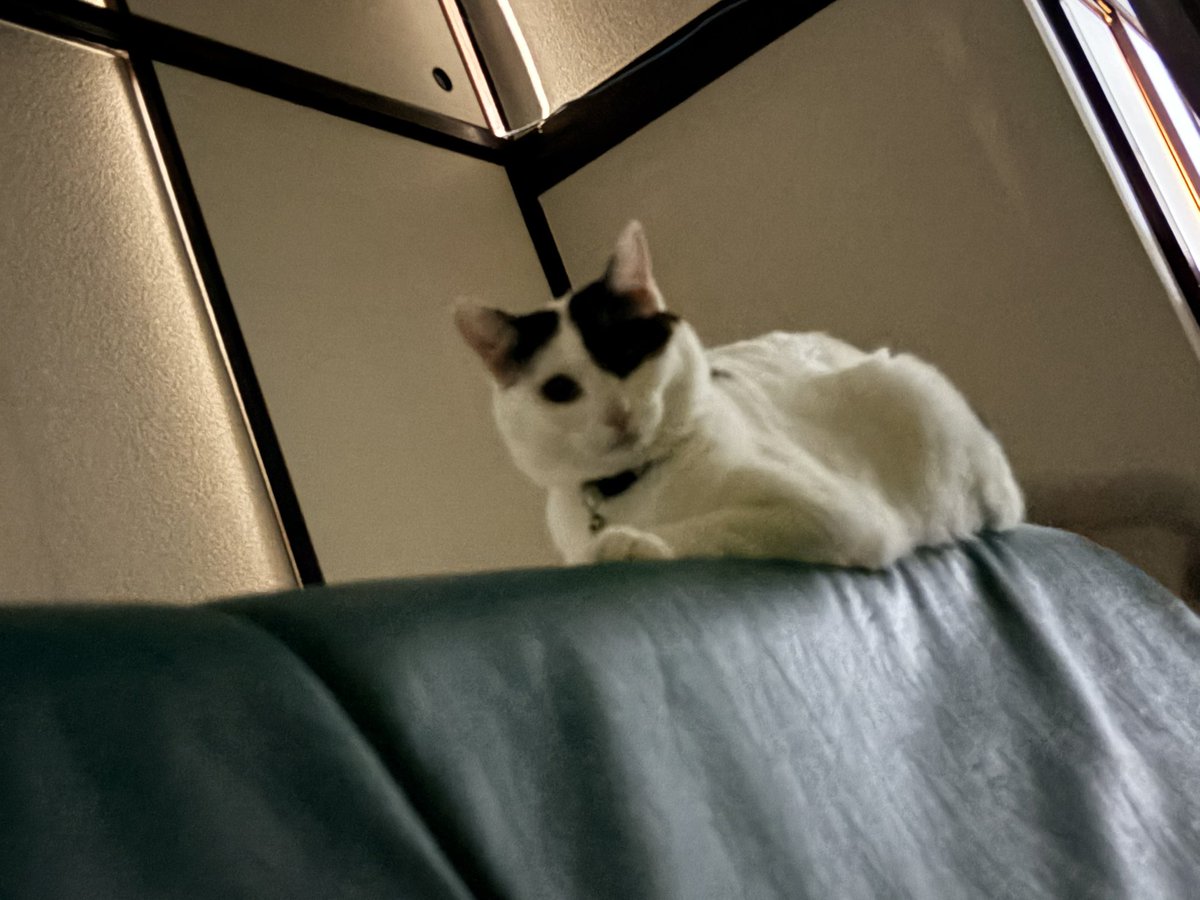 明日9時半起きですごい眠たいのに
寝心地の悪さなのか寝れない😔
シャトルラン終わりのうちの看板猫添えときます