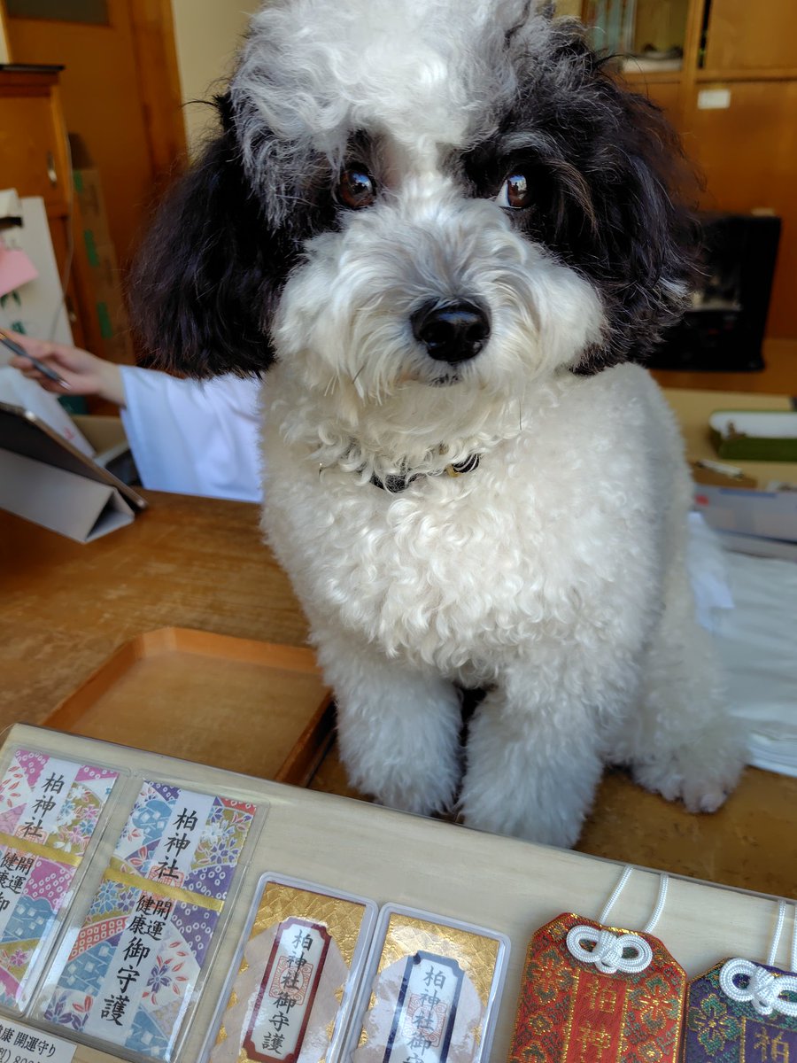 おはようございます☀

柏神社にて午年の御朱印をいただきました✨️
看板わんこがいてモフモフさせて貰いました❣️かわいかった〜😍
ベルバラ御朱印第二弾が始まるので近々また参拝に伺います🌹✨️

今日は土曜だけど忙しいのでお仕事💦働いてくる〜！