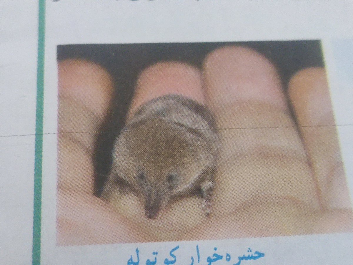 اَبری 🇮🇷 tweet media