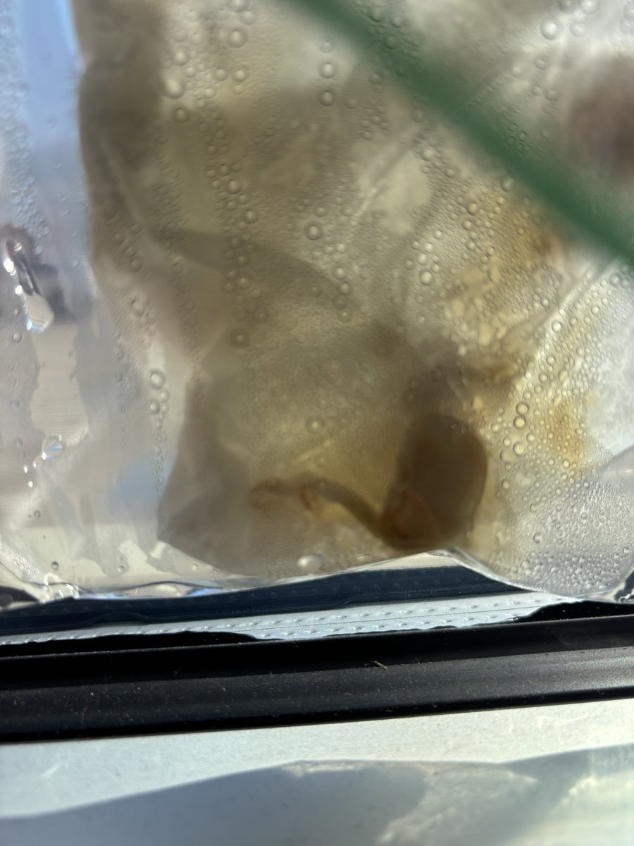 Lydia Hiatt tweet media