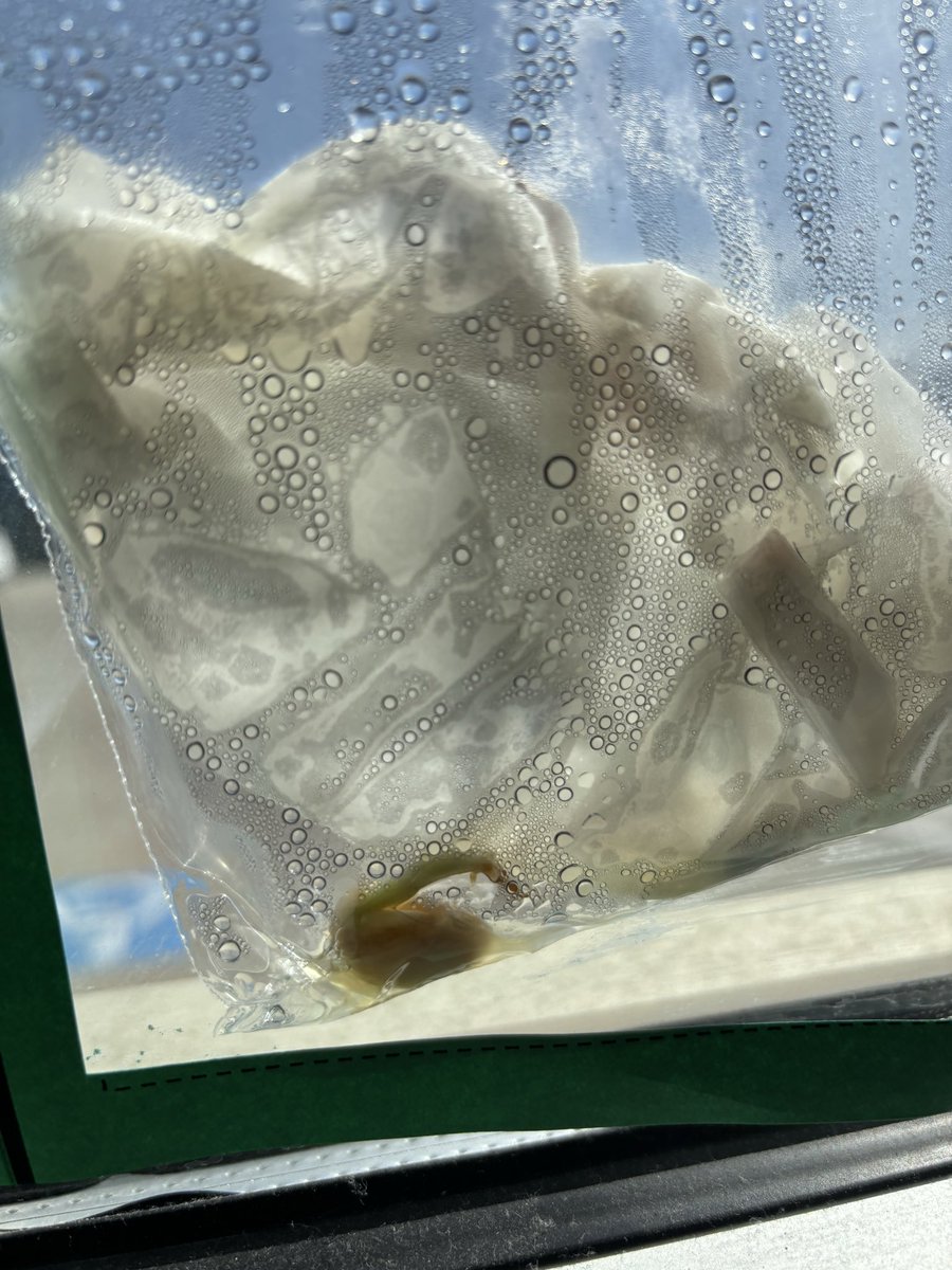 Lydia Hiatt tweet media