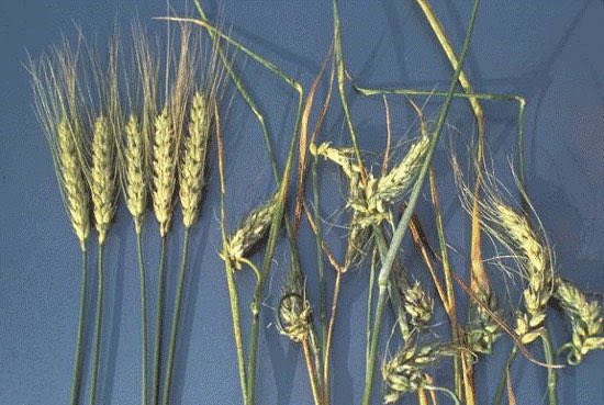 KStateAgron's tweet image. Spring #herbicide decisions in wheat depend on growth stage. Some products must be applied before jointing, others through boot or flag leaf. Check stage before spraying. Details: bit.ly/4tZ3Ifv #kstateagronomy