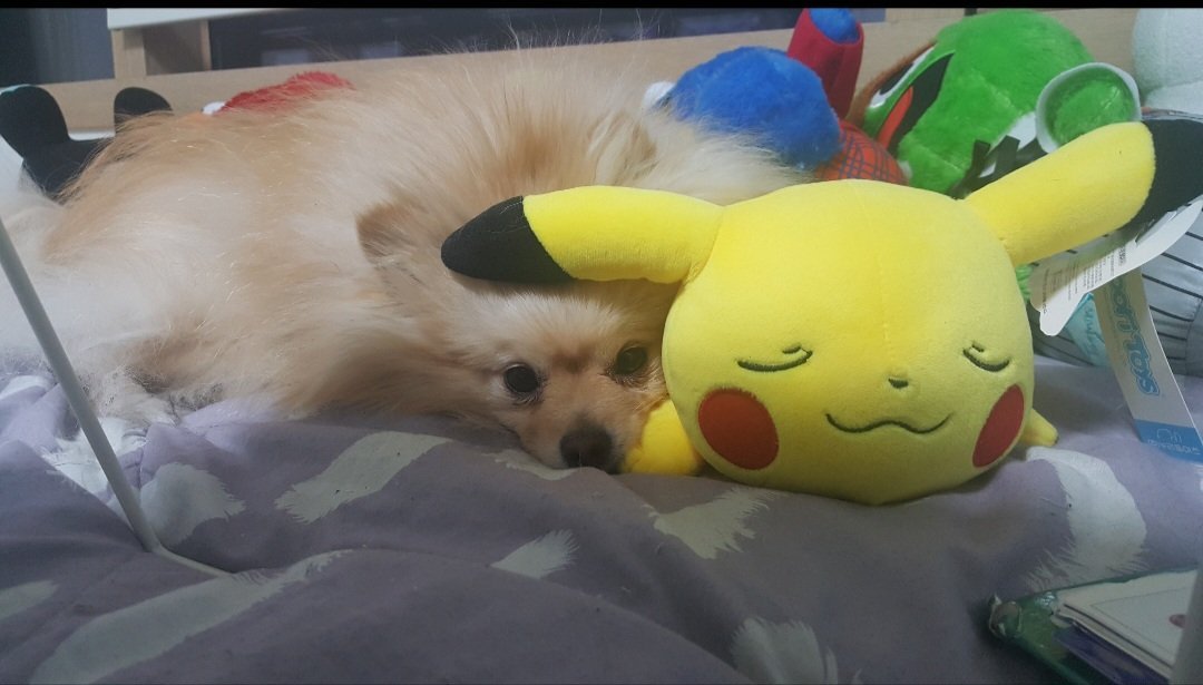 I'm not saying my best boy is Pombun, but I do have proof he hangs out with Pikachu #PokemonWindsWaves