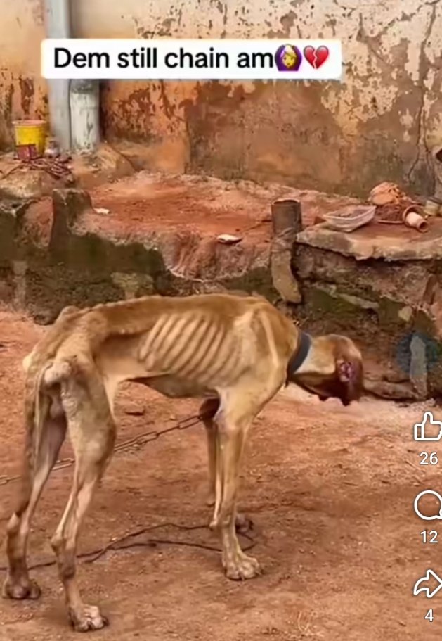 Patient dog don get kwashiorkor keh 😩