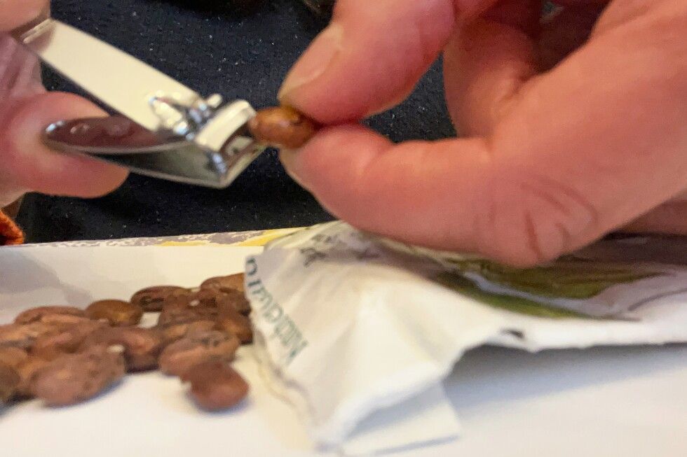 Scarification: The simple seed-starting trick that helps tough-coated seeds sprout faste apnews.com/article/scarif…