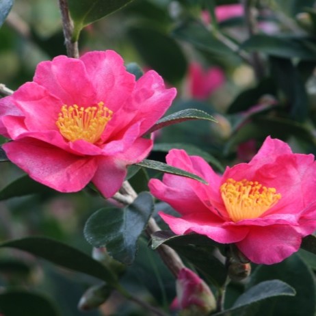 PikeNurseries's tweet photo. It's a beautiful weekend for savings!
💚 Primrose: 4 Inch Pots Reg. 6.99 | SALE 3 for $12
💚 Camellias: 3 Gal. Pots Reg. 49.99 | SALE 29.99 https://t.co/aQYWhoET7z