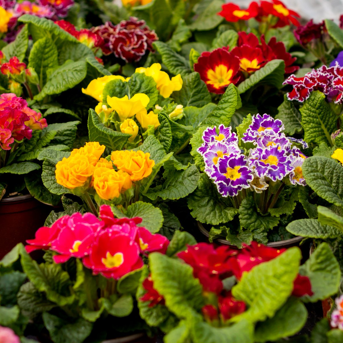 It's a beautiful weekend for savings!
💚 Primrose: 4 Inch Pots Reg. 6.99 | SALE 3 for $12
💚 Camellias: 3 Gal. Pots Reg. 49.99 | SALE 29.99